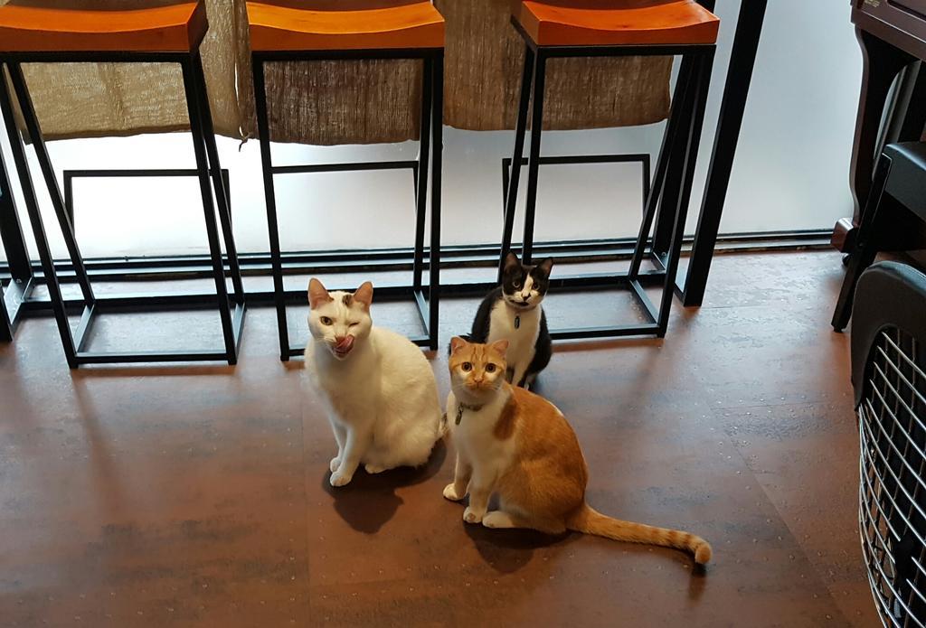Meow G Cafe Hostel مدينة هوالين المظهر الخارجي الصورة